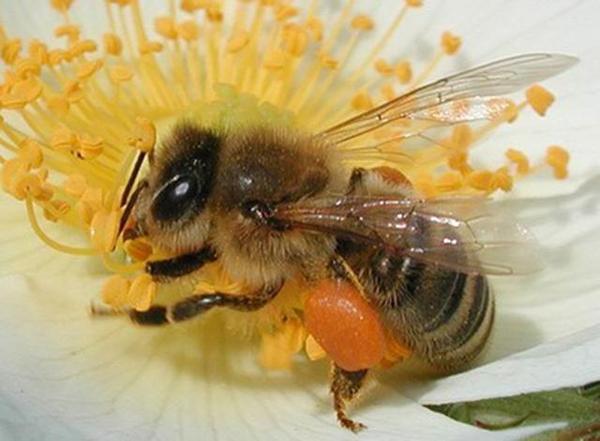 養(yǎng)蜂技術(shù)知識(shí)大全(實(shí)用養(yǎng)蜂技術(shù)資料) 養(yǎng)蜂技術(shù)知識(shí)大全(實(shí)用養(yǎng)蜂技術(shù)資料)