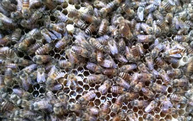 工蜂產卵會不會滅群（工蜂產卵的危害）