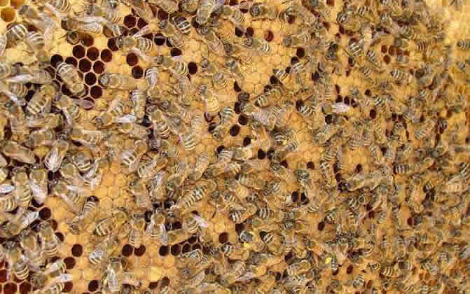 秋季蜂群管理 秋季蜂群管理