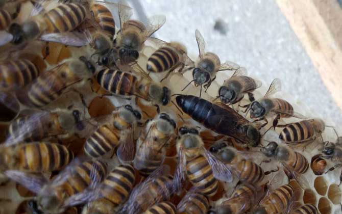 阿壩中蜂雜交產子王多少錢一個(中蜂蜂王多少錢一只) 蜂王