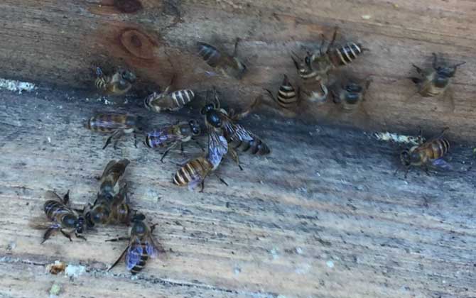 阿壩中蜂雜交產子王多少錢一個(中蜂蜂王多少錢一只) 阿壩中蜂雜交產子王多少錢一個(中蜂蜂王多少錢一只)