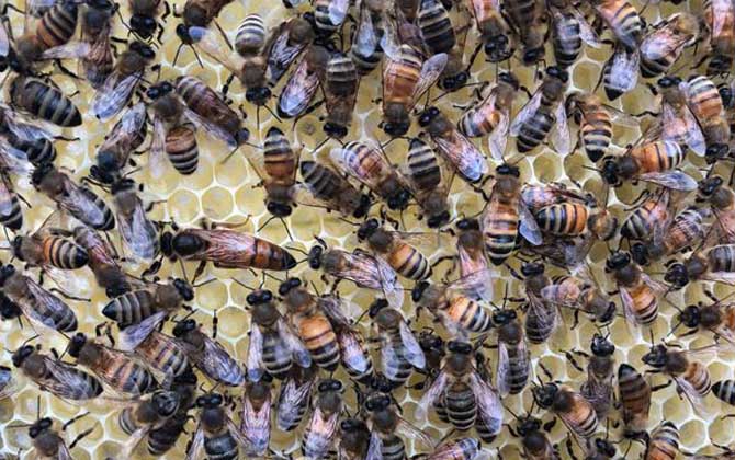 阿壩中蜂雜交產子王多少錢一個(中蜂蜂王多少錢一只) 阿壩中蜂雜交產子王多少錢一個(中蜂蜂王多少錢一只)