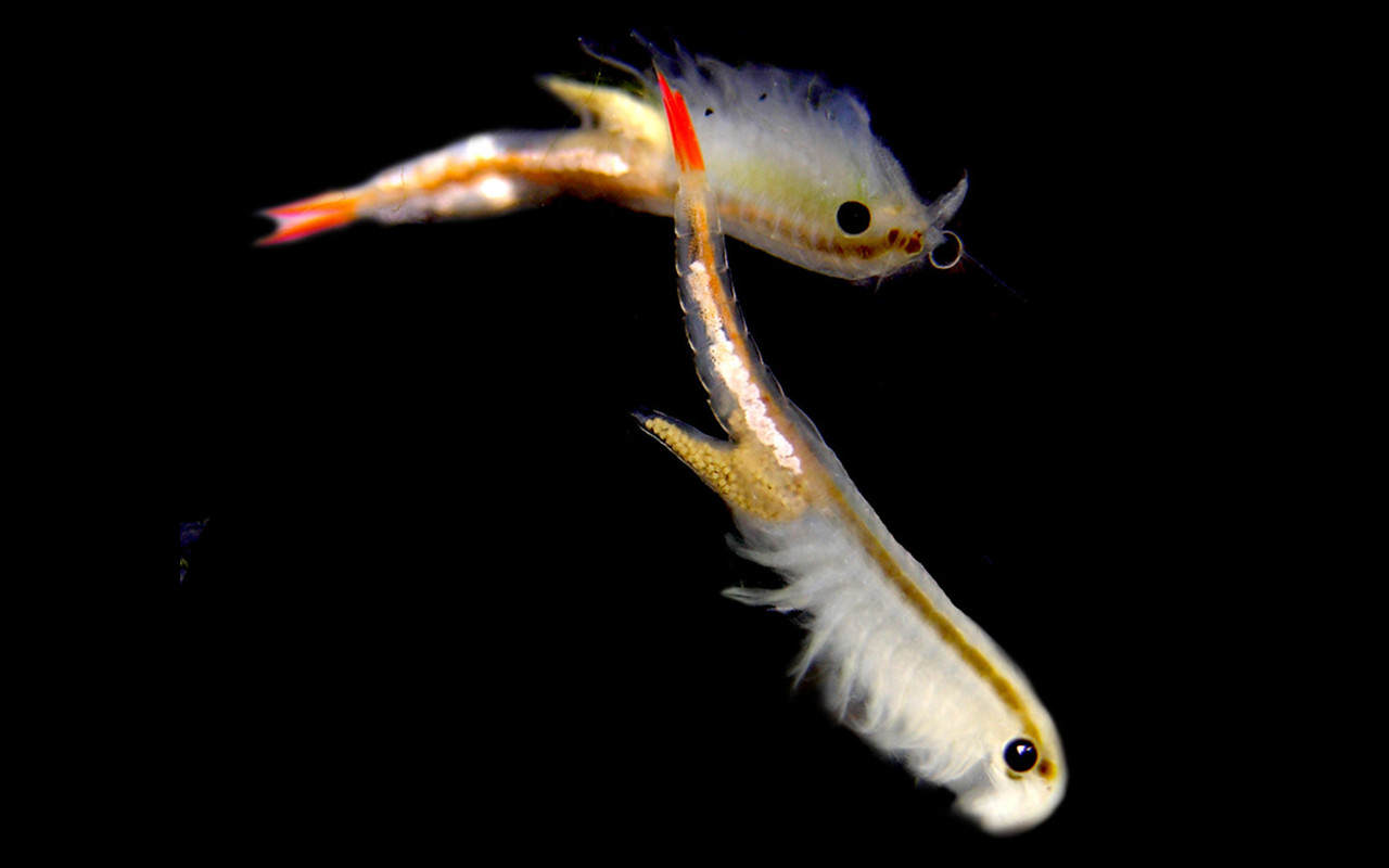 “活化石”仙女蝦為什么能活2億年,真放在開水里煮都不死 “活化石”仙女蝦活了2億年,上月球、下鍋煮都不死?