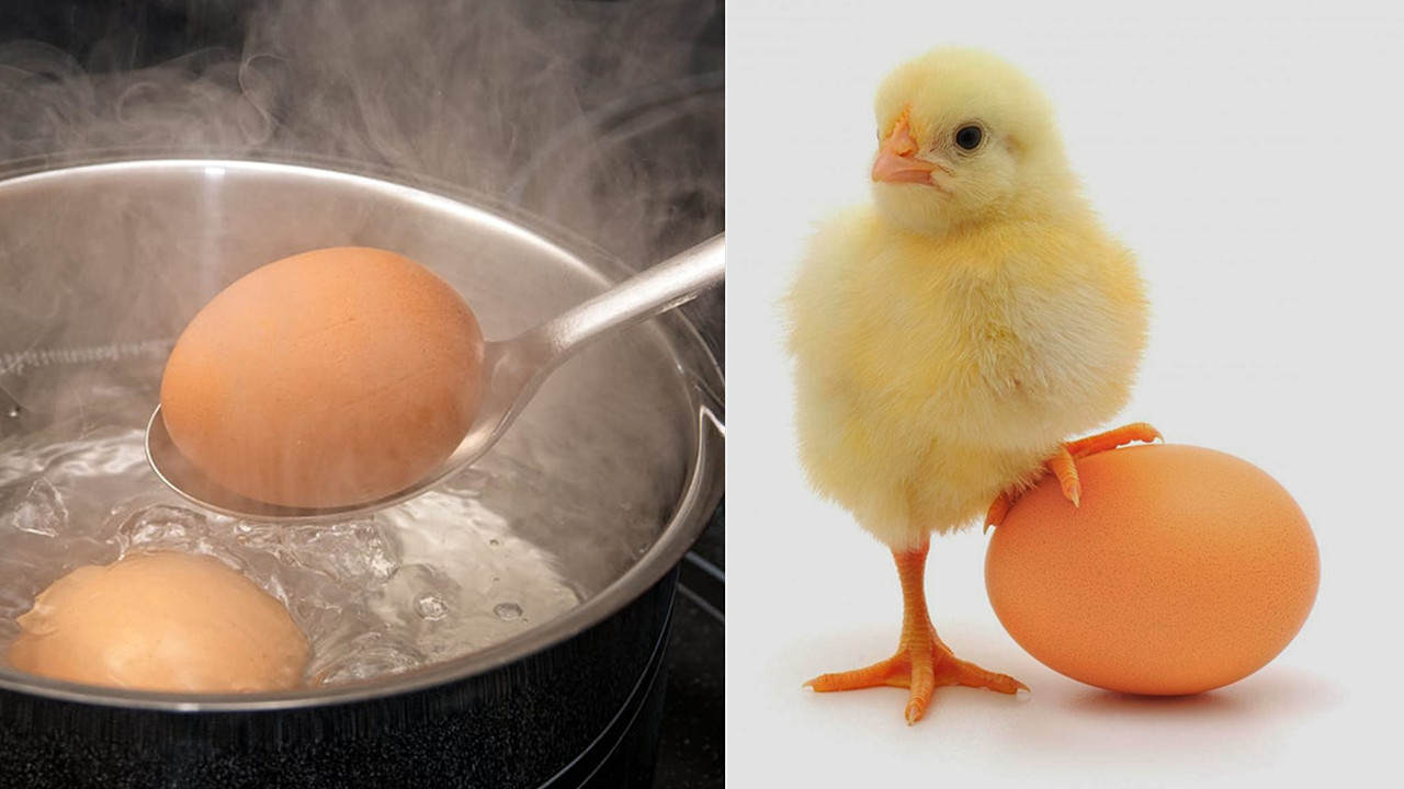 “活化石”仙女蝦為什么能活2億年,真放在開水里煮都不死 “活化石”仙女蝦活了2億年,上月球、下鍋煮都不死?