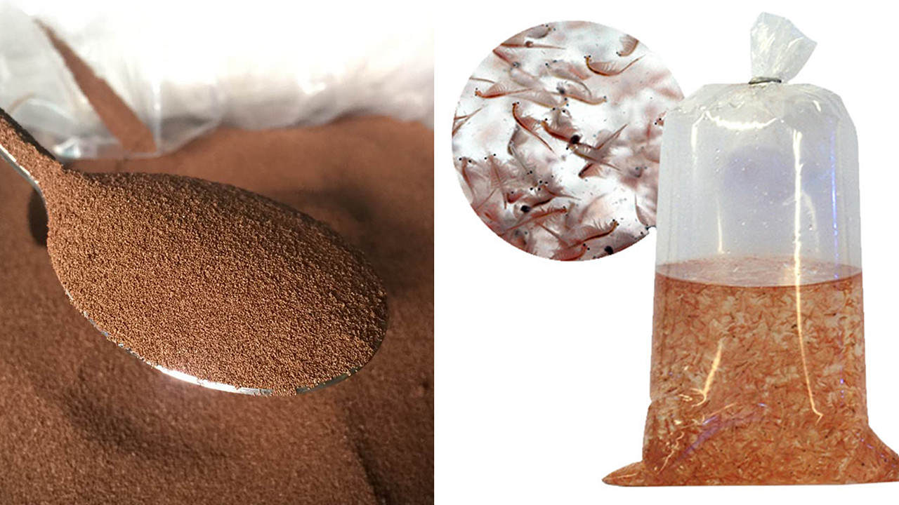 “活化石”仙女蝦為什么能活2億年,真放在開水里煮都不死 “活化石”仙女蝦活了2億年,上月球、下鍋煮都不死?