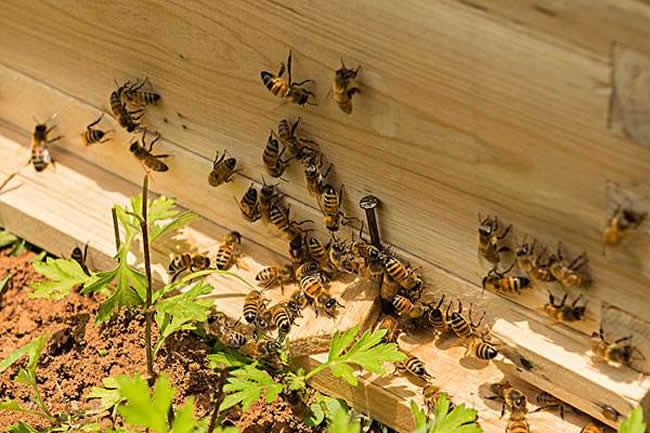 活框蜂箱有哪些優(yōu)點(diǎn)和缺點(diǎn)？