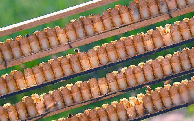 養(yǎng)蜂怎樣人工育王最簡(jiǎn)單
