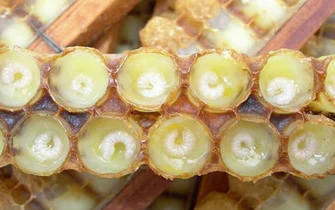 養(yǎng)蜂怎樣人工育王最簡(jiǎn)單