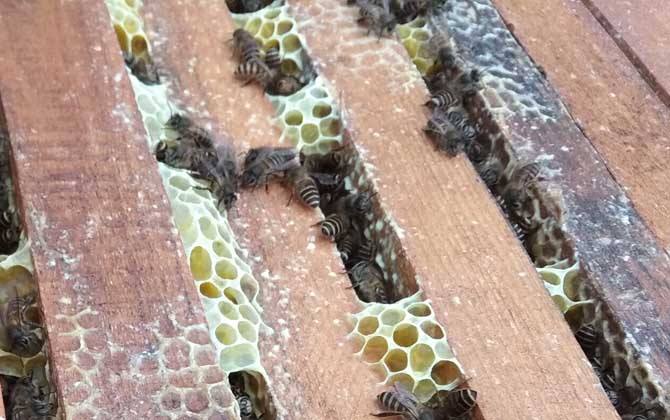 中蜂雙王群的優缺點 中蜂雙王群的優缺點