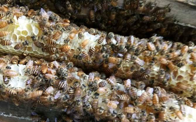 中蜂雙王群的優缺點 中蜂雙王群的優缺點