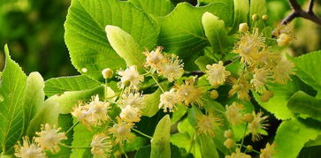 什么是椴樹蜜(椴樹蜜的特點) 什么是椴樹蜜(椴樹蜜的特點)