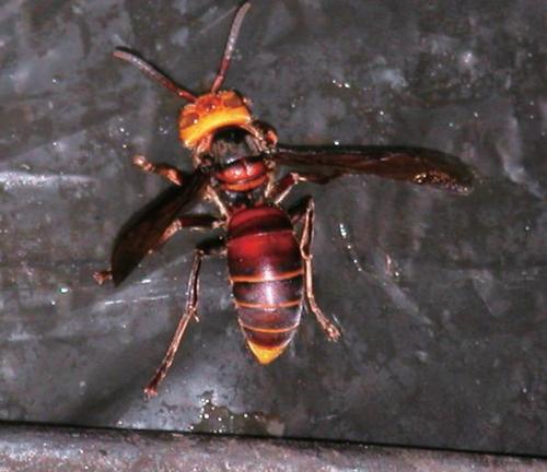 中國大虎頭蜂的蜂窩有什么用（大虎頭蜂蜂窩的藥用價值）