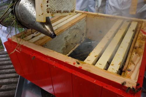 怎么防止胡蜂(胡蜂的防治技術) 怎么防止胡蜂(胡蜂的防治技術)