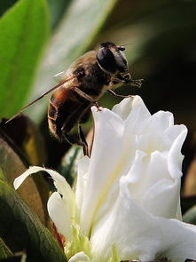 中蜂分群時工蜂特別少是什么原因（一箱中蜂蜂王產(chǎn)卵多，而工蜂越來越少）