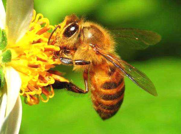 野生蜜蜂怎樣抓回家養? 野生蜜蜂怎樣抓回家養?
