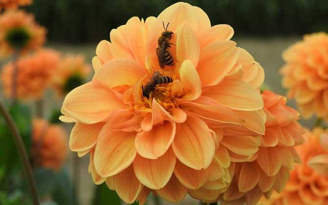 野生蜜蜂怎樣抓回家養? 野生蜜蜂怎樣抓回家養?