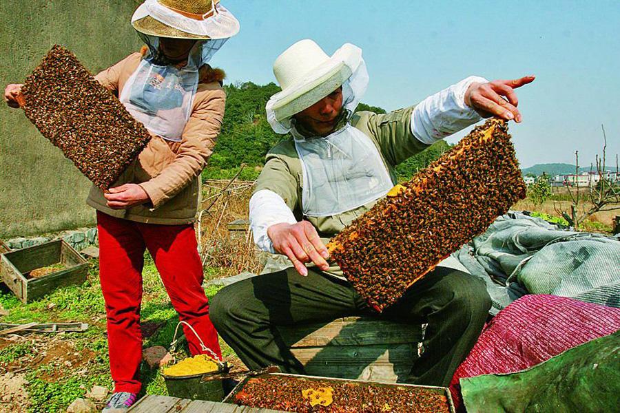 【蜜蜂養(yǎng)殖】養(yǎng)蜂人一年能賺多少錢? 養(yǎng)蜂人一年能賺多少錢?