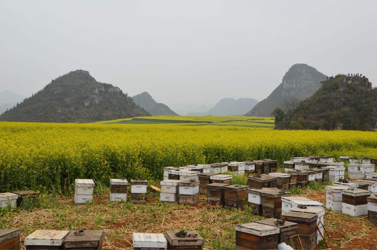 【蜜蜂養(yǎng)殖】養(yǎng)蜂人一年能賺多少錢? 養(yǎng)蜂人一年能賺多少錢?
