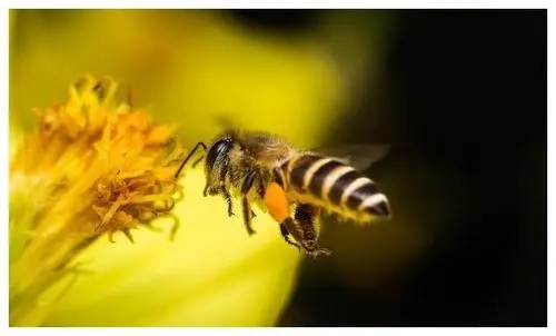 蜂群出現(xiàn)大量雄蜂怎么回事(蜂群出現(xiàn)很多雄蜂什么問題) 蜂群出現(xiàn)大量雄蜂怎么回事(蜂群出現(xiàn)很多雄蜂什么問題)