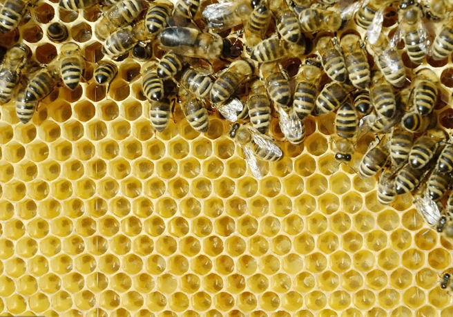 塑料巢礎好用嗎(塑料巢礎的優缺點) 塑料巢礎好用嗎(塑料巢礎的優缺點)