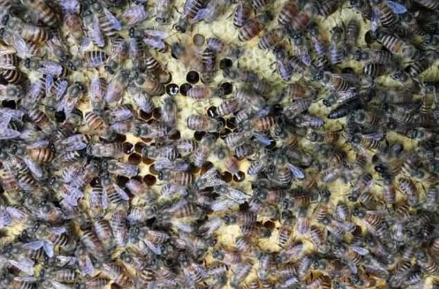 夏天養(yǎng)蜜蜂的技巧和方法(怎么養(yǎng)蜜蜂) 夏天養(yǎng)蜜蜂的技巧和方法(怎么養(yǎng)蜜蜂)