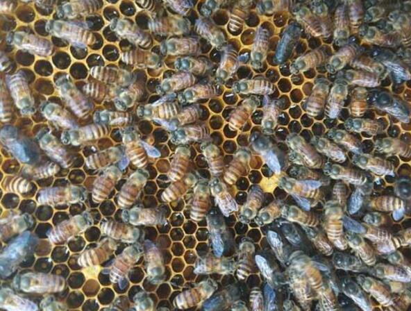 夏天養(yǎng)蜜蜂的技巧和方法(怎么養(yǎng)蜜蜂) 夏天養(yǎng)蜜蜂的技巧和方法(怎么養(yǎng)蜜蜂)