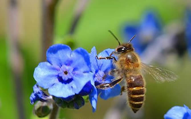 海南中蜂 海南中蜂