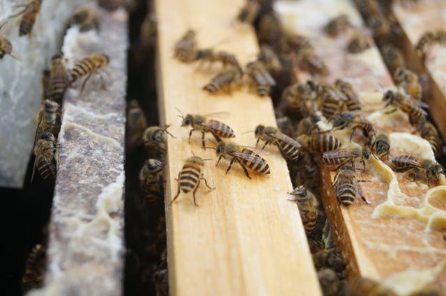 會折人的蜜蜂是什么,工蜂還是雄蜂(會蟄人的蜜蜂是雌蜂還是雄蜂) 會折人的蜜蜂是什么,工蜂還是雄蜂(會蟄人的蜜蜂是雌蜂還是雄蜂)