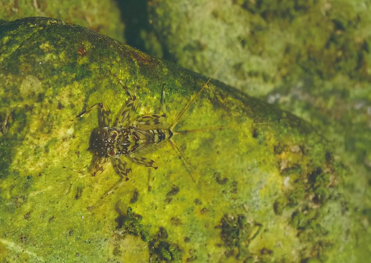 湖南沅江蜉蝣大爆發,內蒙古蚜蟲大爆發 湖南沅江蜉蝣大爆發,內蒙古蚜蟲大爆發,是氣候大變的征兆嗎?