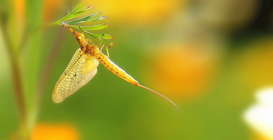 湖南沅江蜉蝣大爆發,內蒙古蚜蟲大爆發 湖南沅江蜉蝣大爆發,內蒙古蚜蟲大爆發,是氣候大變的征兆嗎?