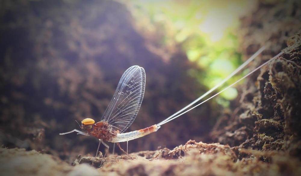 湖南沅江蜉蝣大爆發,內蒙古蚜蟲大爆發 湖南沅江蜉蝣大爆發,內蒙古蚜蟲大爆發,是氣候大變的征兆嗎?