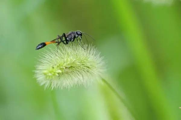 細腰蜂長什么樣子（腰很細的蜜蜂是什么蜂）