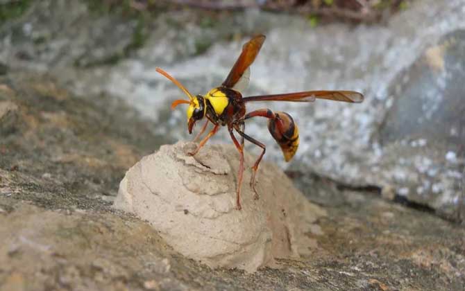 細腰蜂長什么樣子（腰很細的蜜蜂是什么蜂）