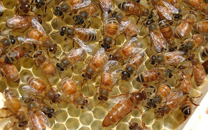 蜜蜂王是天生的還是發(fā)展起來的(蜂王是怎樣產(chǎn)生的) 蜜蜂王是天生的還是發(fā)展起來的(蜂王是怎樣產(chǎn)生的)