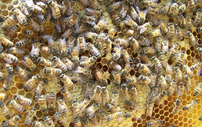 蜜蜂王是天生的還是發(fā)展起來的(蜂王是怎樣產(chǎn)生的) 蜜蜂王是天生的還是發(fā)展起來的(蜂王是怎樣產(chǎn)生的)