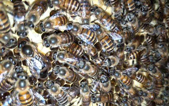 蜜蜂壽命多少天 蜜蜂壽命多少天