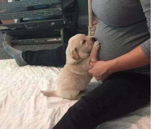 懷孕了，該不該把狗狗送走？