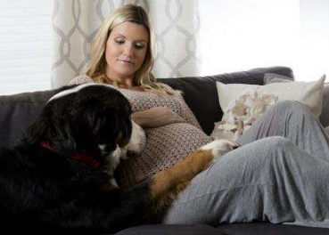 懷孕了，該不該把狗狗送走？