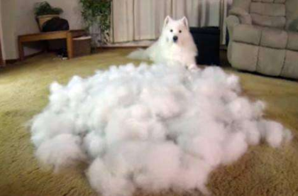 懷孕了，該不該把狗狗送走？