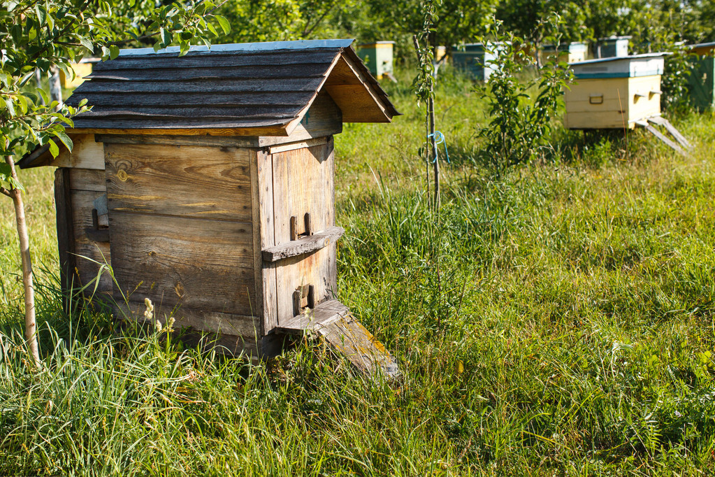 松丹一號春繁特點(中蜂群春繁的劃分與發展初期的特征) 松丹一號春繁特點(中蜂群春繁的劃分與發展初期的特征)