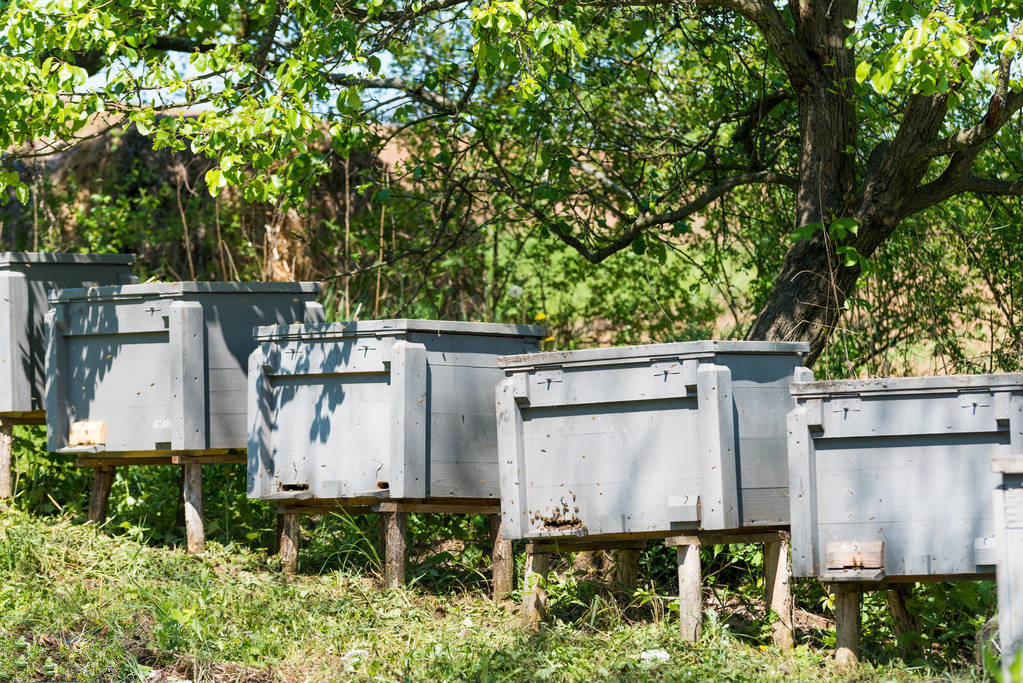 松丹一號春繁特點(中蜂群春繁的劃分與發展初期的特征) 松丹一號春繁特點(中蜂群春繁的劃分與發展初期的特征)