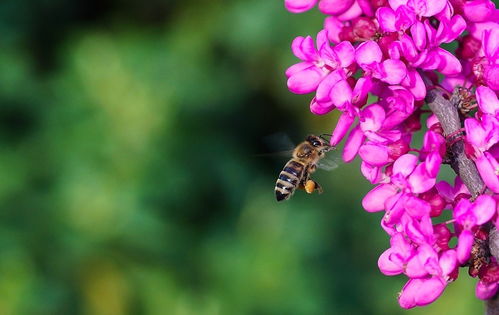 新手養(yǎng)蜂要注意什么(新手養(yǎng)蜂入門及注意事項) 新手養(yǎng)蜂要注意什么(新手養(yǎng)蜂入門及注意事項)