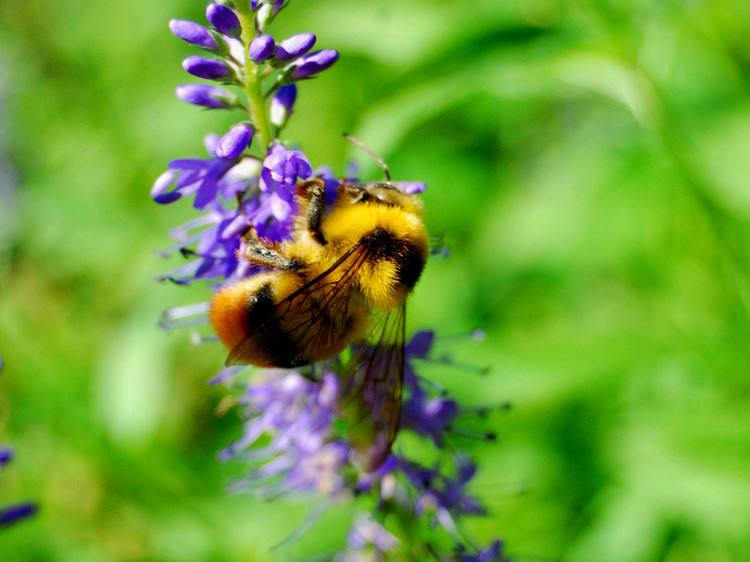 樹洞里的蜜蜂如何捕捉? 樹洞里的蜜蜂如何捕捉?