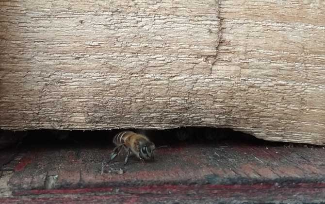 工蜂在巢門口結團是什么原因(蜜蜂在巢門結團怎么回事) 工蜂在巢門口結團是什么原因(蜜蜂在巢門結團怎么回事)