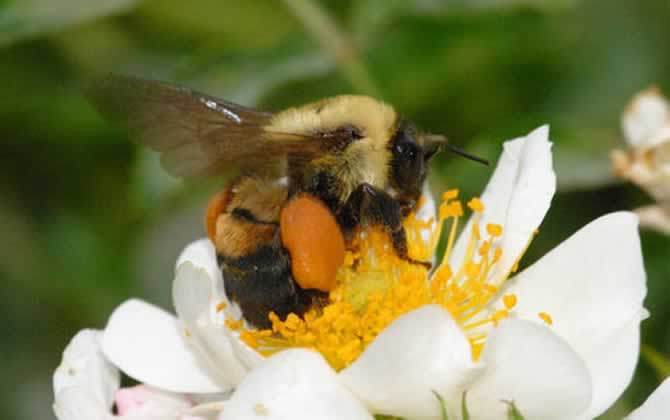 怎樣吸引偵查蜂? 偵查蜂