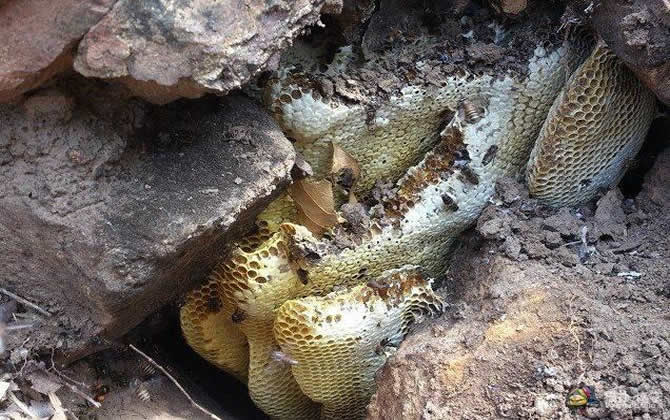 野生蜂群能存活多久? 野生蜂群能存活多久
