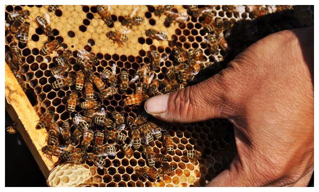 停產(chǎn)群怎么換王（蜜蜂怎么換王）