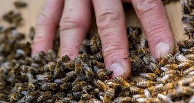 停產(chǎn)群怎么換王（蜜蜂怎么換王）