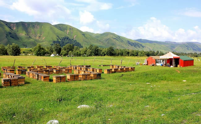 養(yǎng)蜂場怎么飼喂蜜蜂？