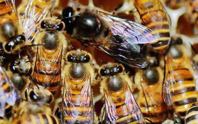 雄蜂是怎么來的? 雄蜂